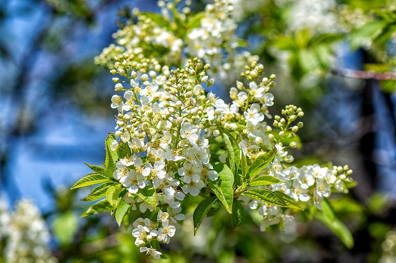Chokecherry 2.jpg