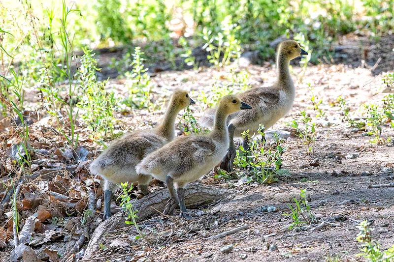 Goslings.jpg