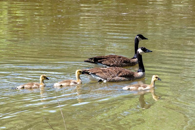 Family swim.jpg