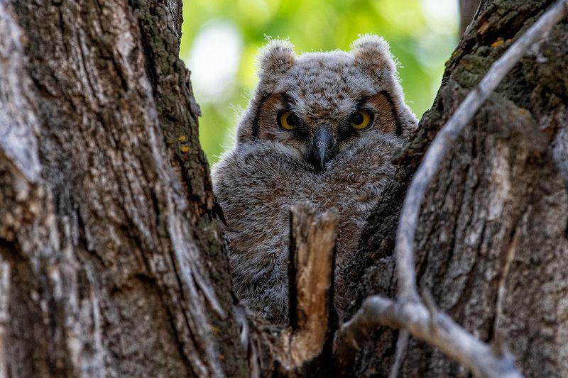 Great Horned Owlet.jpg