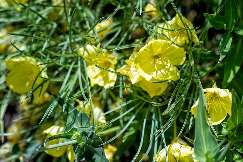 Evening Primrose.jpg