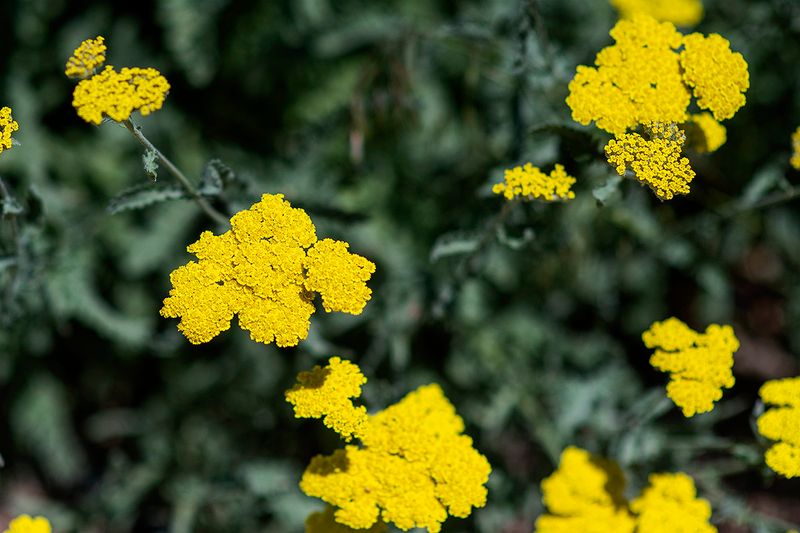 Yarrow.jpg