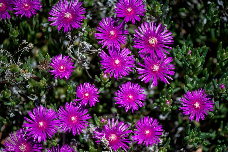 Ice Plants.jpg