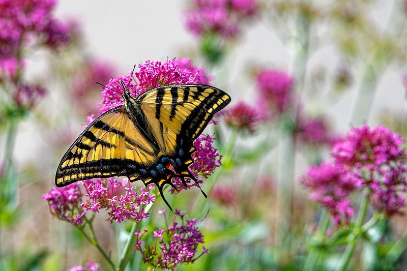 Red Valerian with guest.jpg