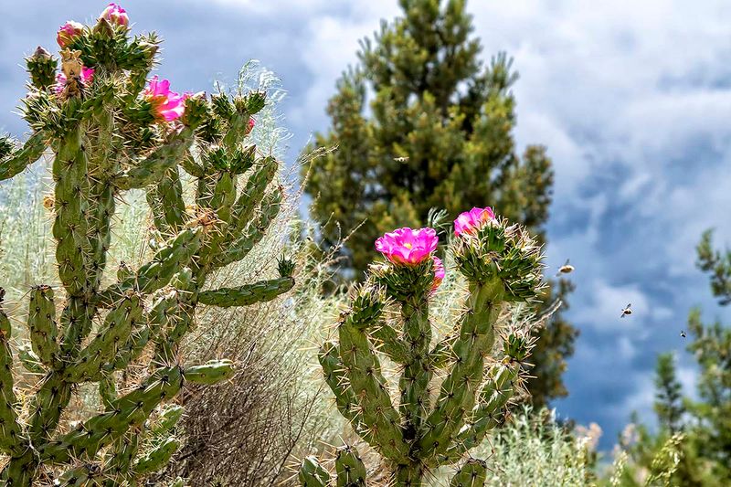Cane cholla.jpg