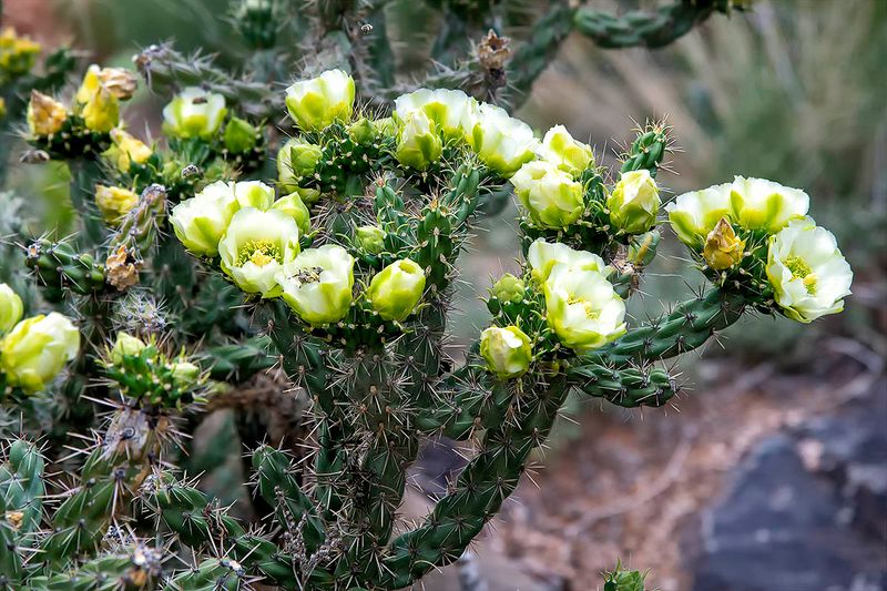 Silver cholla.jpg
