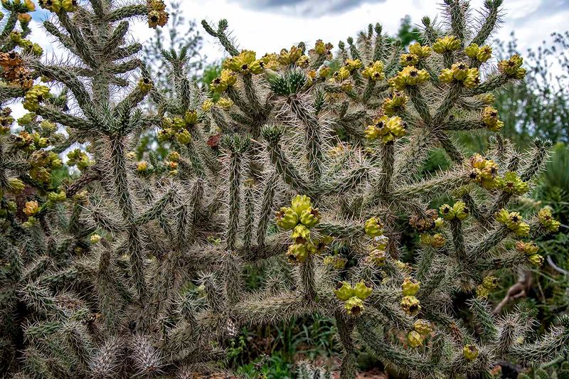Tree cholla.jpg