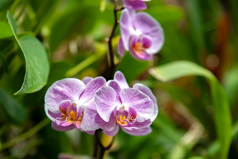 Moth orchid.jpg