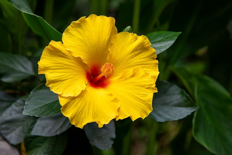 Chinese hibiscus.jpg