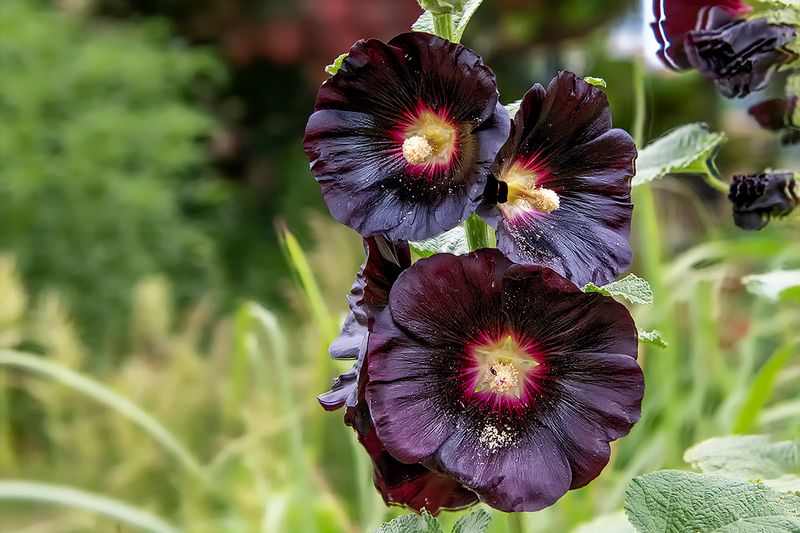 Hollyhock.jpg