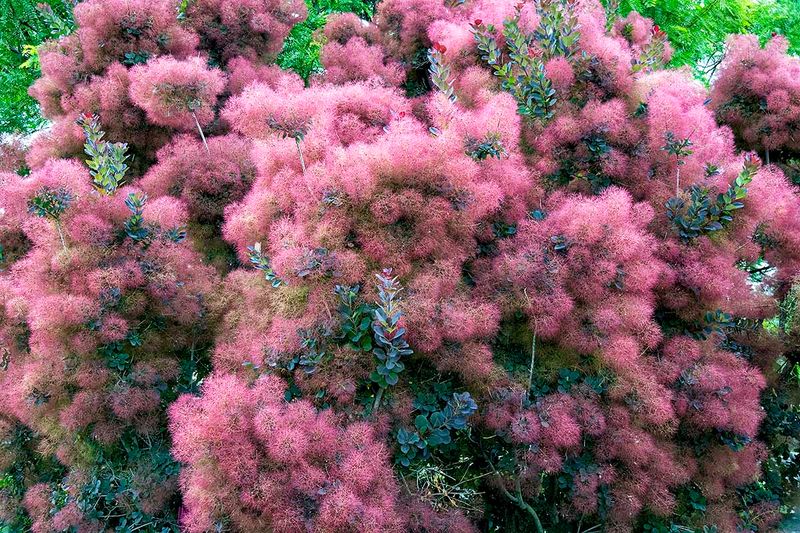 Smoketree.jpg