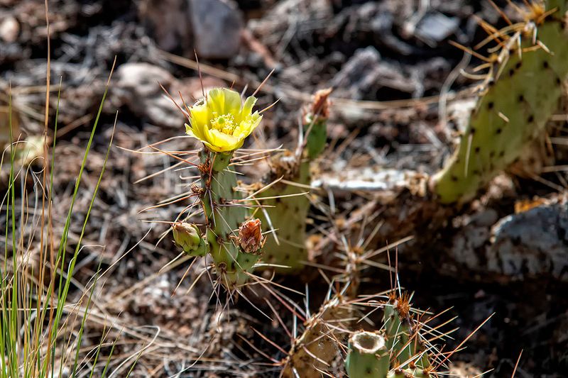 Prickly pear cactus.jpg