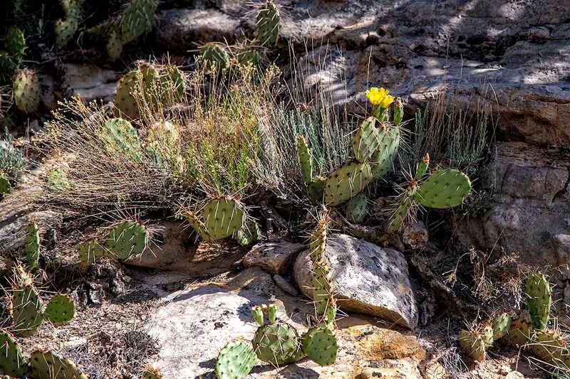 Prickly pear 2.jpg