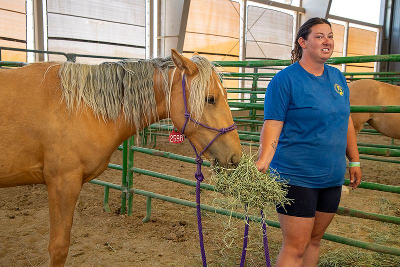 Gentled adoptable yearling 1.jpg
