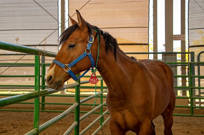 Gentled adoptable yearling 2.jpg