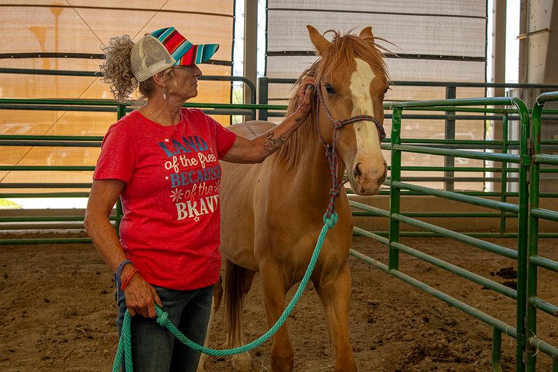 Gentled adoptable yearling 3.jpg