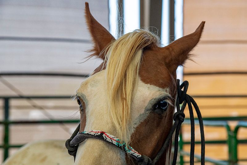 Gentled adoptable yearling 4.jpg