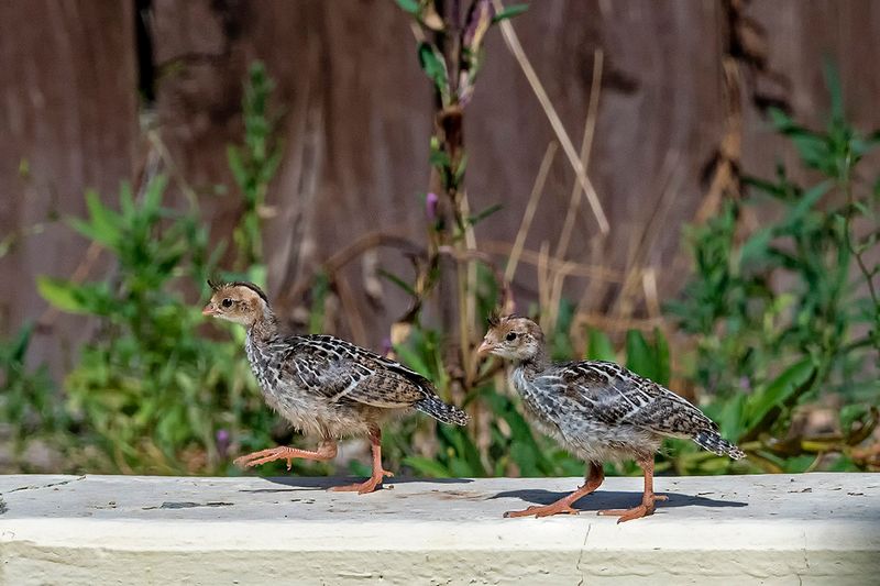 Adolescent Gambel's Quail.jpg