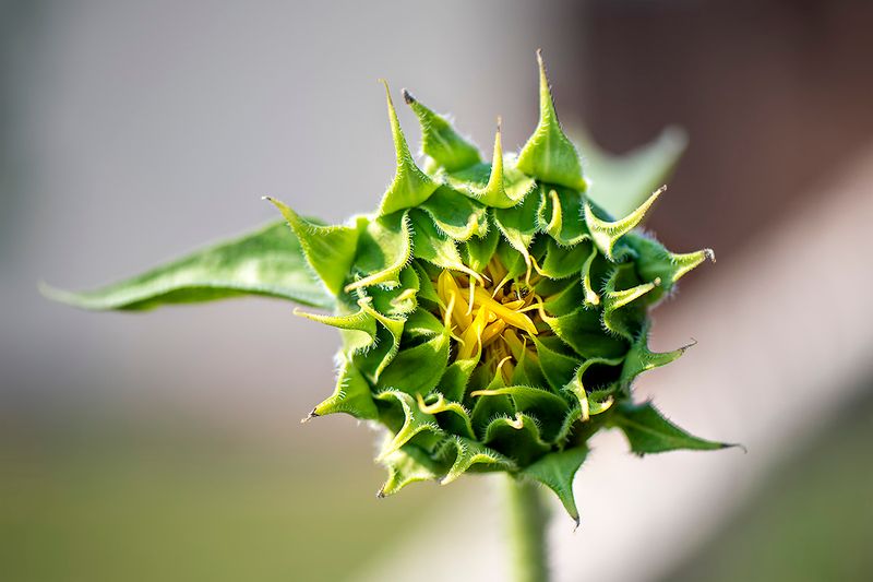 Emergent sunflower.jpg