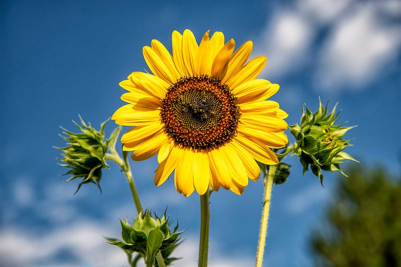 Sunflower 5109.jpg