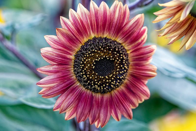 Sunflower 5191.jpg