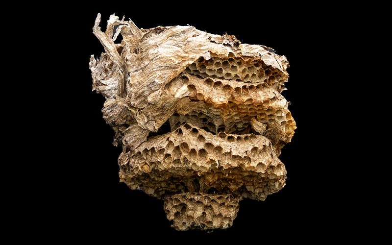 Bald-faced Hornet Nest 2.jpg
