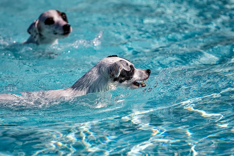 Dog pool 1.jpg