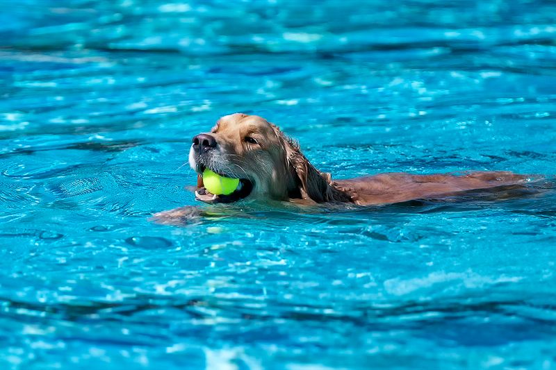 Dog pool 2.jpg