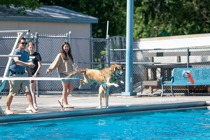 Dog jump 2.jpg