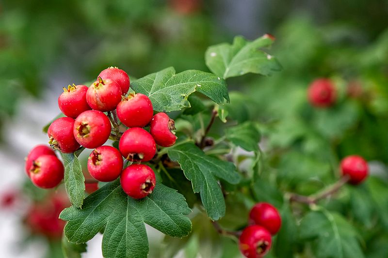 Hawthorn 1.jpg