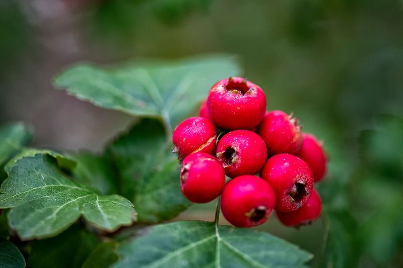 Hawthorn 2.jpg