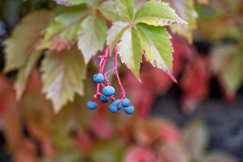 Virginia creeper 1.jpg