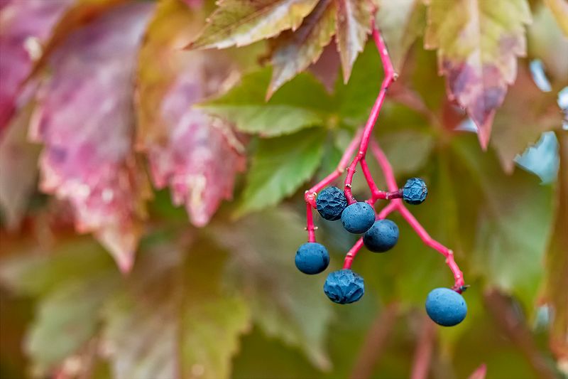Virginia creeper 2.jpg