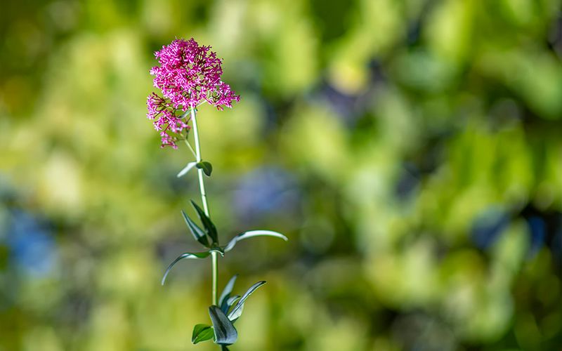 Red Valerian.jpg