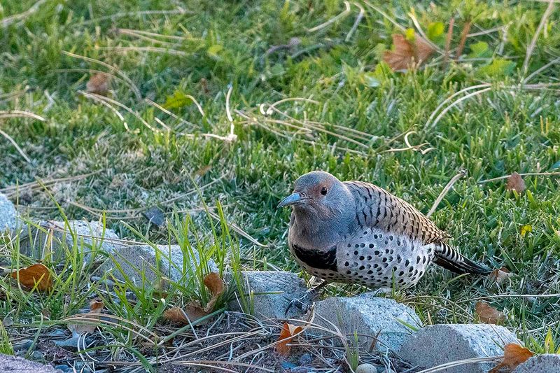 Northern Flicker female 1.jpg