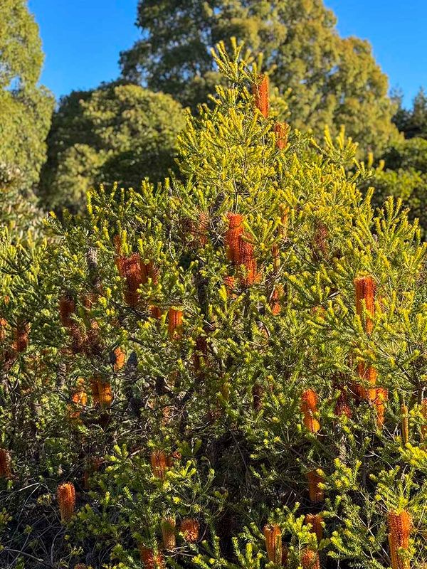 Banksia.jpg
