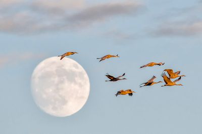 Sandhill Cranes and Moon 1.jpg