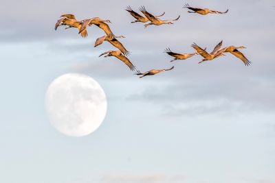 Sandhill Cranes and Moon 2.jpg