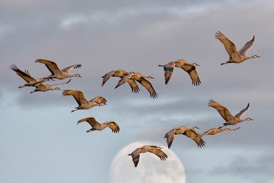 Sandhill Cranes and Moon 3.jpg