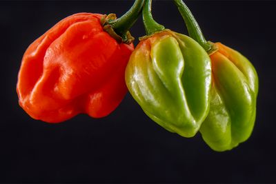 Hot Peppers.jpg