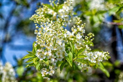 Chokecherry 2.jpg