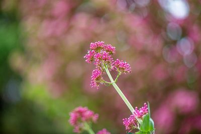 Red Valerian.jpg
