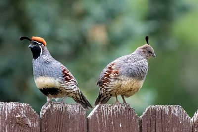 Gambel's pair.jpg