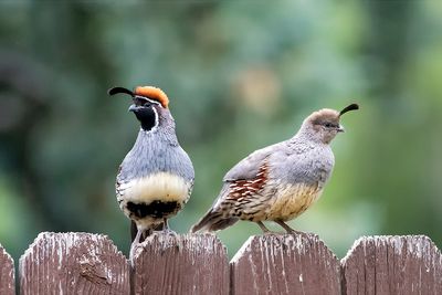 birds