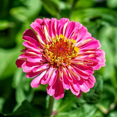 52_week_project_2025