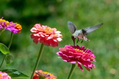Black-chinned Hummingbird.jpg