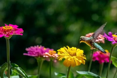 birds