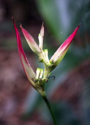 Maui_0115.JPG