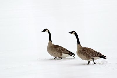 Canada geese