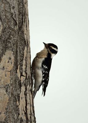 Woodpecker